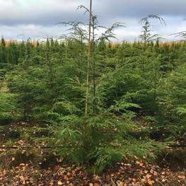 Тсуга канадская Канаденсис (Сanadensis)