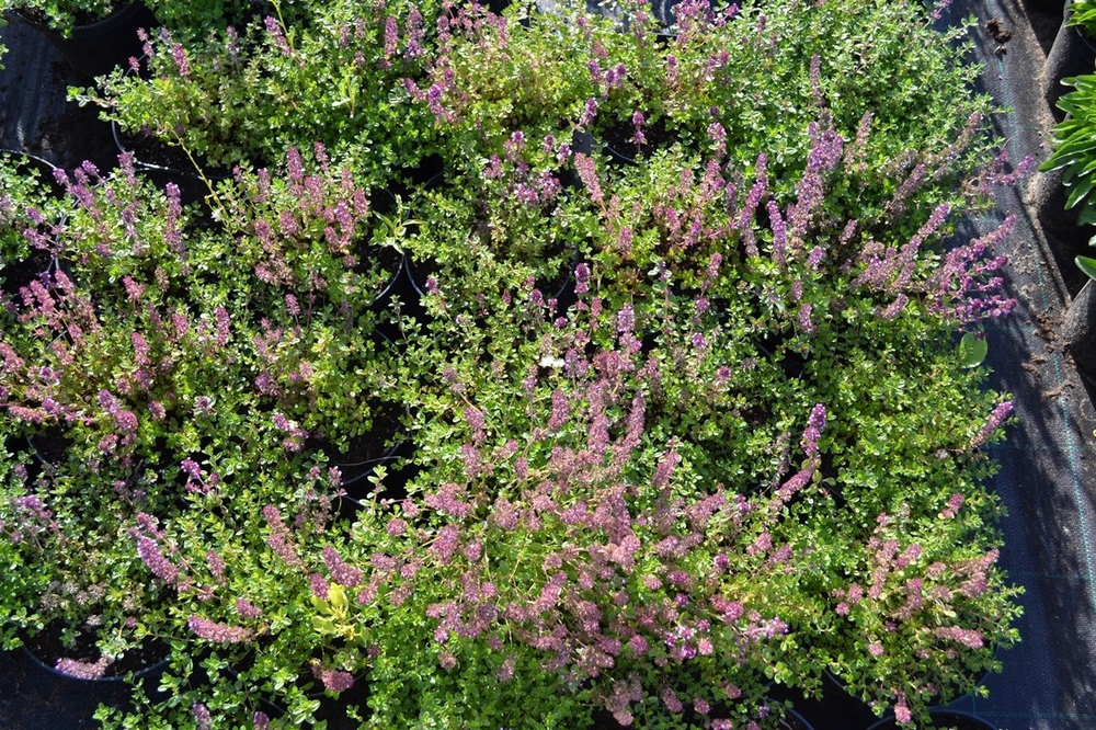 Тимьян Тимус (Thymus)