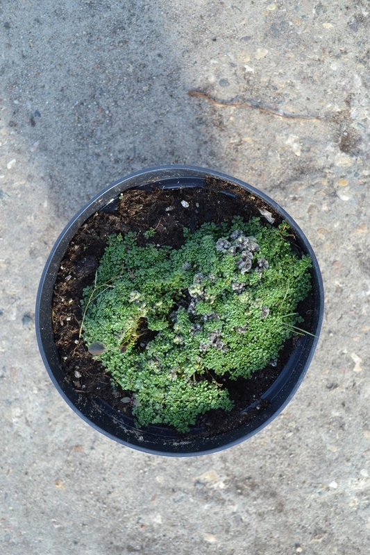 Тимьян Тимус (Thymus)