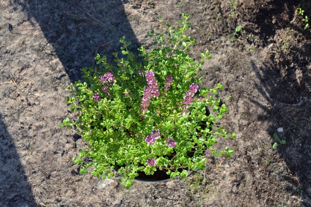 Тимьян Тимус (Thymus)