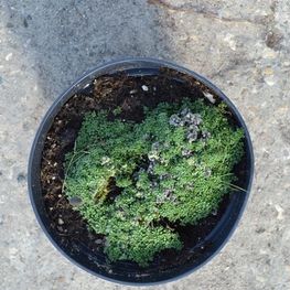 Тимьян Тимус (Thymus)