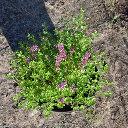 Тимьян Тимус (Thymus)