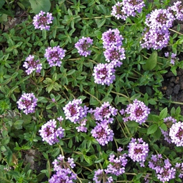 Тимьян Тимус (Thymus)