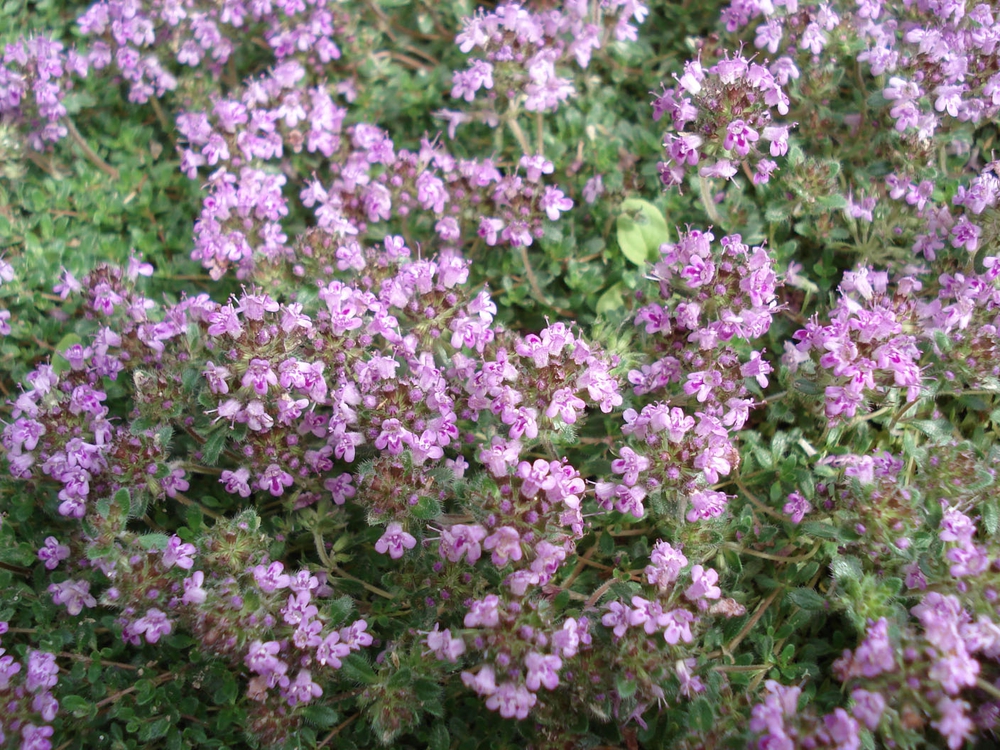 Тимьян ложнопушистый Тимус (Thymus)