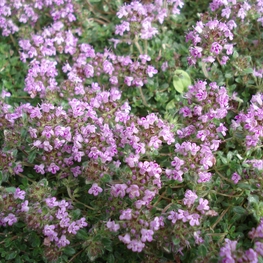 Тимьян ложнопушистый Тимус (Thymus)