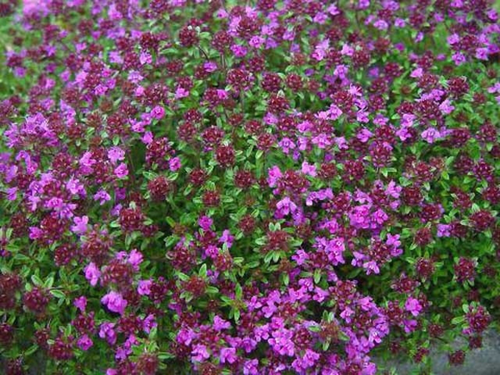 Тимьян ранний Тимус (Thymus)