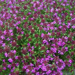 Тимьян ранний Тимус (Thymus)
