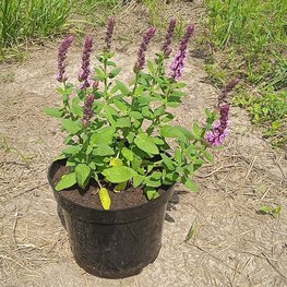 Шалфей дубравный Нью Дименшн Блю (New Dimension Blue)