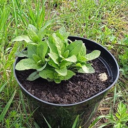 Шалфей дубравный Виола Клозе (Viola Klose)