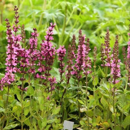 Шалфей дубравный Роуз Куин (Rose Queen)