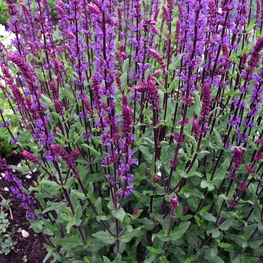 Шалфей лесной Карадонна (Caradonna)