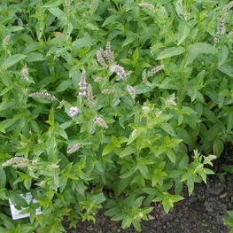 Мята душистая Мента (Mentha)