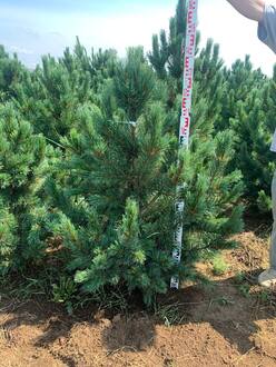 Сосна кедровая Глаука (Glauca)