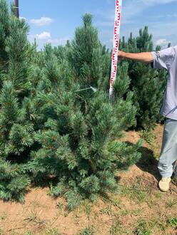 Сосна кедровая Глаука (Glauca)