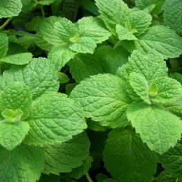 Мята перечная Мента (Mentha)