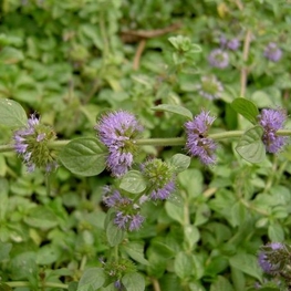 Мята болотная Мента (Mentha)