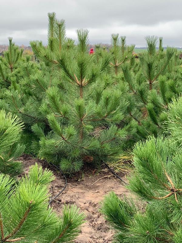 Сосна обыкновенная Пинус сильвестрис (Pinus sylvestris)