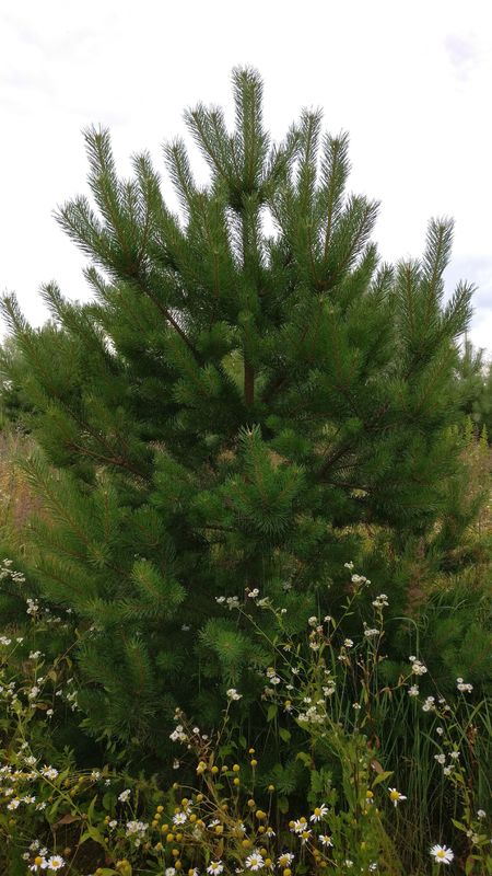 Сосна обыкновенная Пинус сильвестрис (Pinus sylvestris)