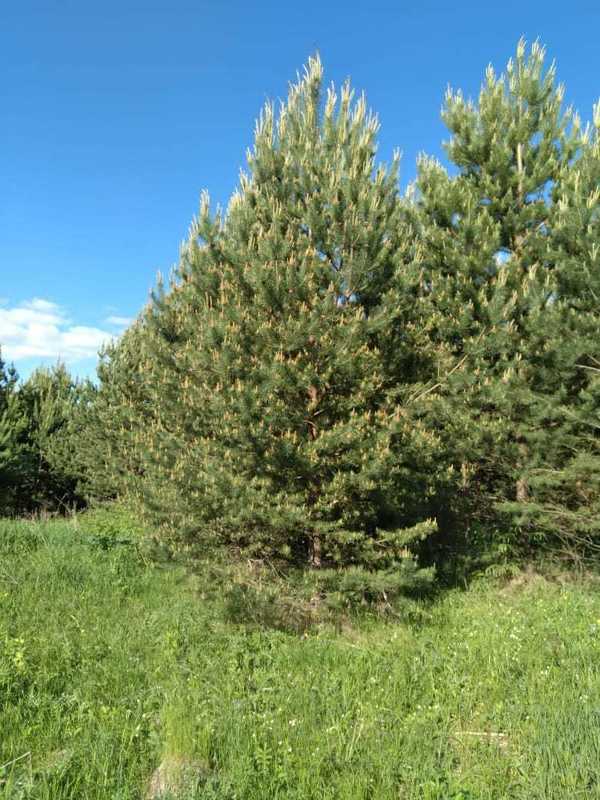 Сосна обыкновенная Пинус сильвестрис (Pinus sylvestris)