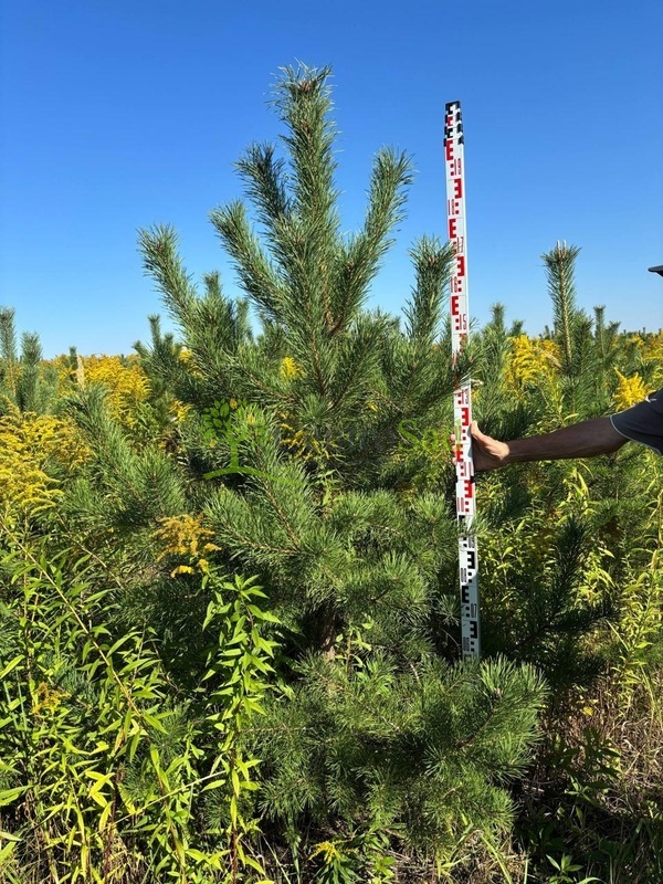 Сосна обыкновенная Пинус сильвестрис (Pinus sylvestris)