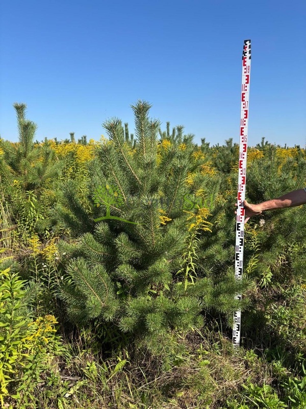Сосна обыкновенная Пинус сильвестрис (Pinus sylvestris)