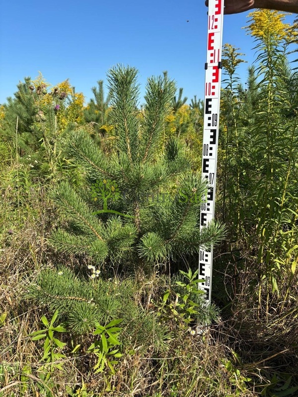 Сосна обыкновенная Пинус сильвестрис (Pinus sylvestris)