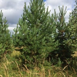 Сосна обыкновенная Пинус сильвестрис (Pinus sylvestris)