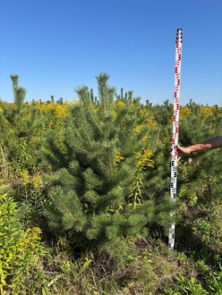 Сосна обыкновенная Пинус сильвестрис (Pinus sylvestris)