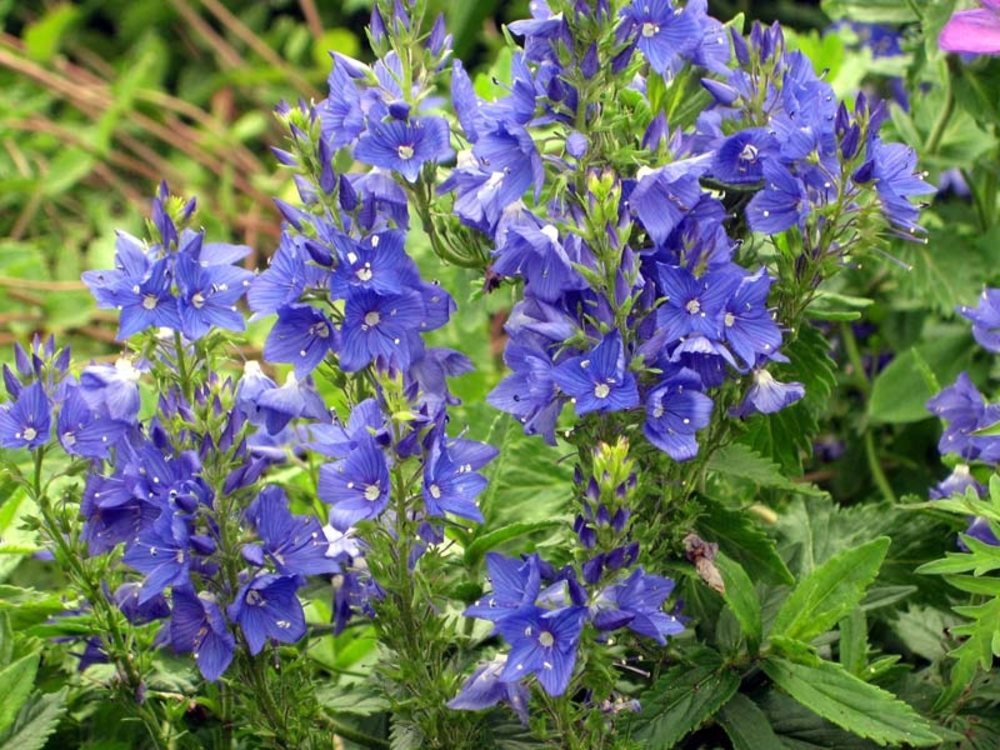 Вероника широколистная Роял Блю (Royal Blue)