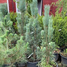 Сосна обыкновенная Фастигиата (Fastigiata)