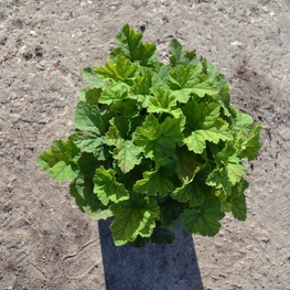 Тиарелла сердцелистная "Tiarella"