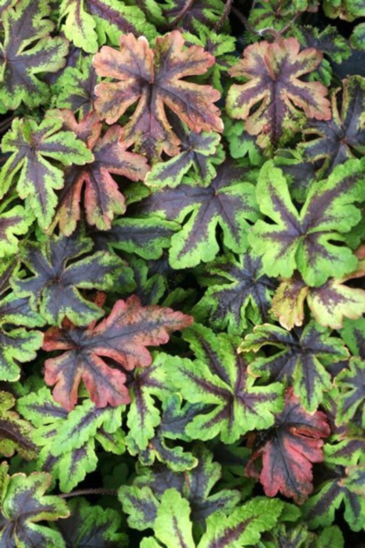 Тиарелла сердцелистная Джиперс Криперс (Jeepers Creepers)