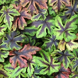 Тиарелла сердцелистная Джиперс Криперс (Jeepers Creepers)