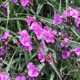 Традесканция Андерсона Конкорд Грейп (Concord Grape)