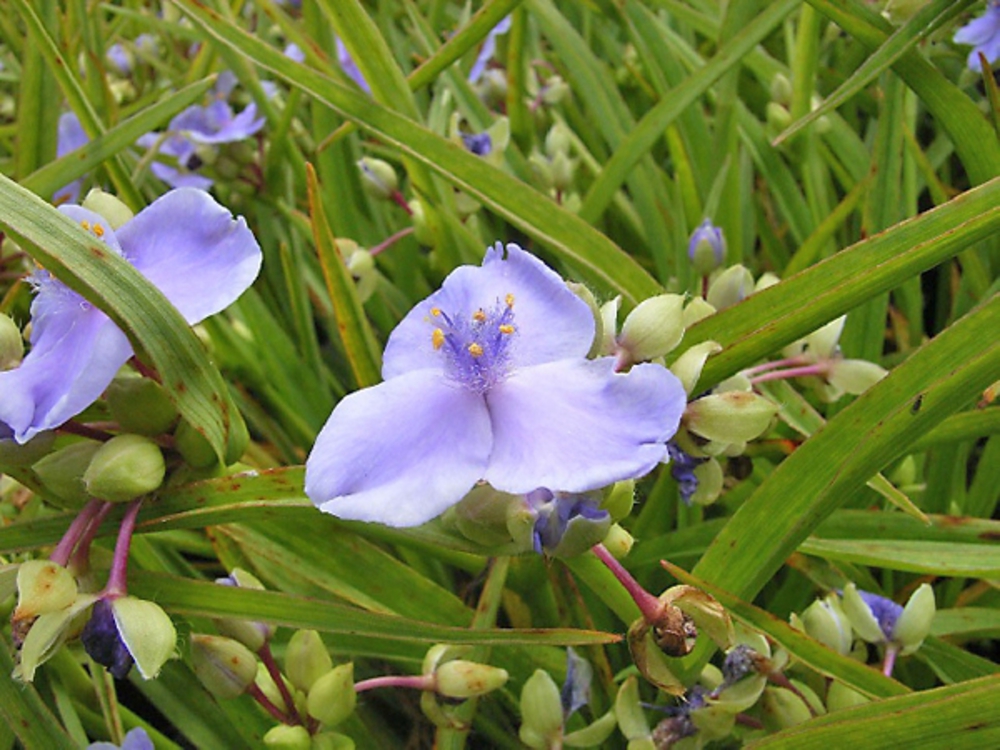 Традесканция Андерсона Пёрпл Дом (Purple Dome)