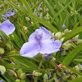 Традесканция Андерсона Пёрпл Дом (Purple Dome)