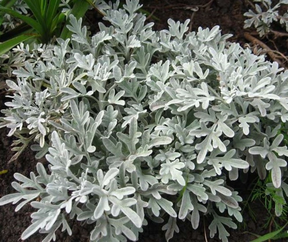 Полынь Артемизия (Artemisia)