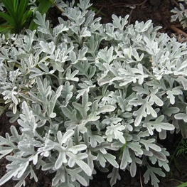 Полынь Артемизия (Artemisia)