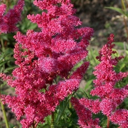 Кровохлебка тонколистная Альбифлора (Albiflora)