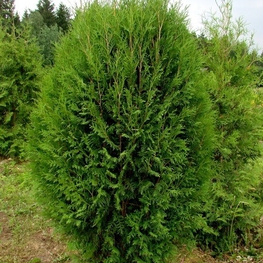 Туя западная Ховея (Hoveyi)