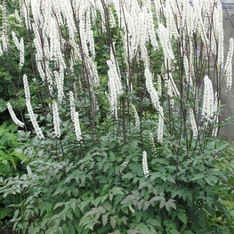 Клопогон кистевидный Цимицифуга (Cimicifuga)