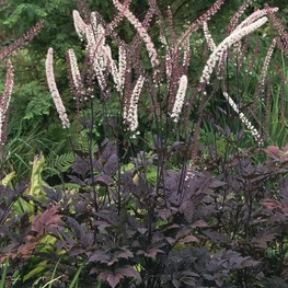 Клопогон обыкновенный Брюнетт (Brunette)