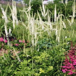 Клопогон обыкновенный Уайт Перл (White pearl)