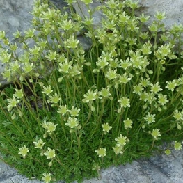 Камнеломка Саксифрага (Saxifraga)