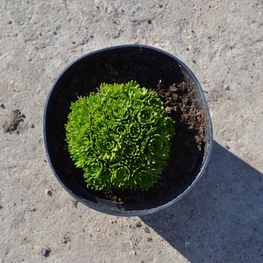 Камнеломка Саксифрага (Saxifraga)