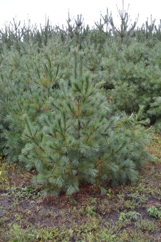 Сосна веймутова "Pinus strobus"
