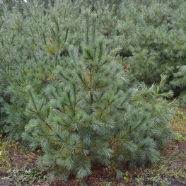 Сосна веймутова Пинус стробус (Pinus strobus)