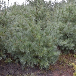 Сосна веймутова Пинус стробус (Pinus strobus)