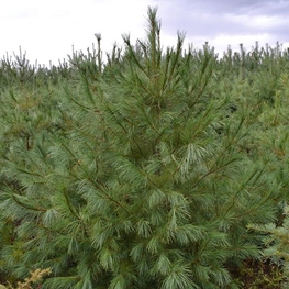 Сосна веймутова Пинус стробус (Pinus strobus)