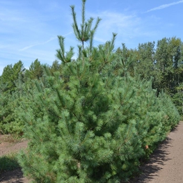 Сосна веймутова Пинус стробус (Pinus strobus)